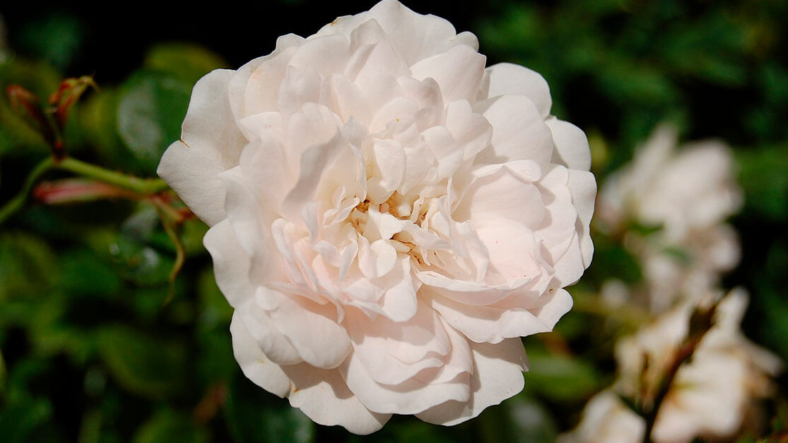 rosa alba benefícios