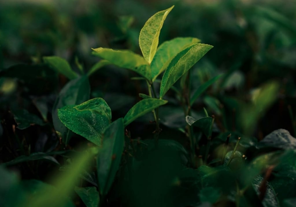 antioxidantes chá verde pele
