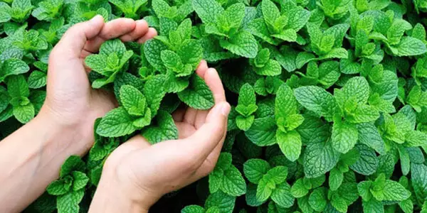inalação de vapor para bebês