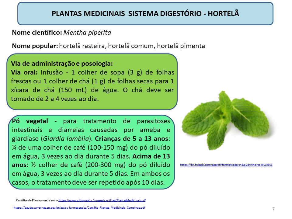 uso terapeutico hortela pdf